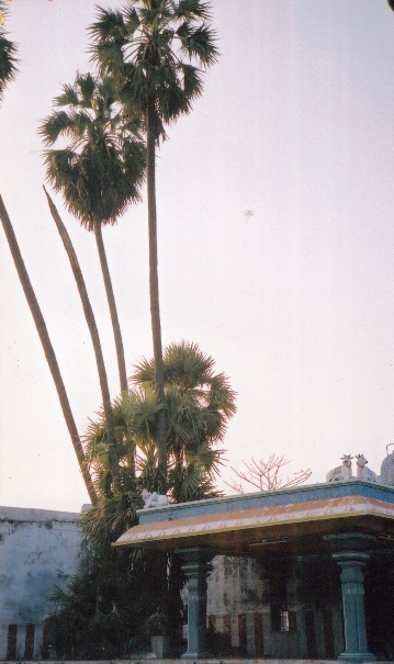 Tiruvothur Palm Tree